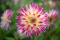 Garden Dahlia Daniels Favourite, semi-cactus type white flower with pink tipped petals